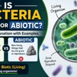 Is Bacteria Biotic or Abiotic