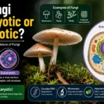 Are Fungi Prokaryotic or Eukaryotic