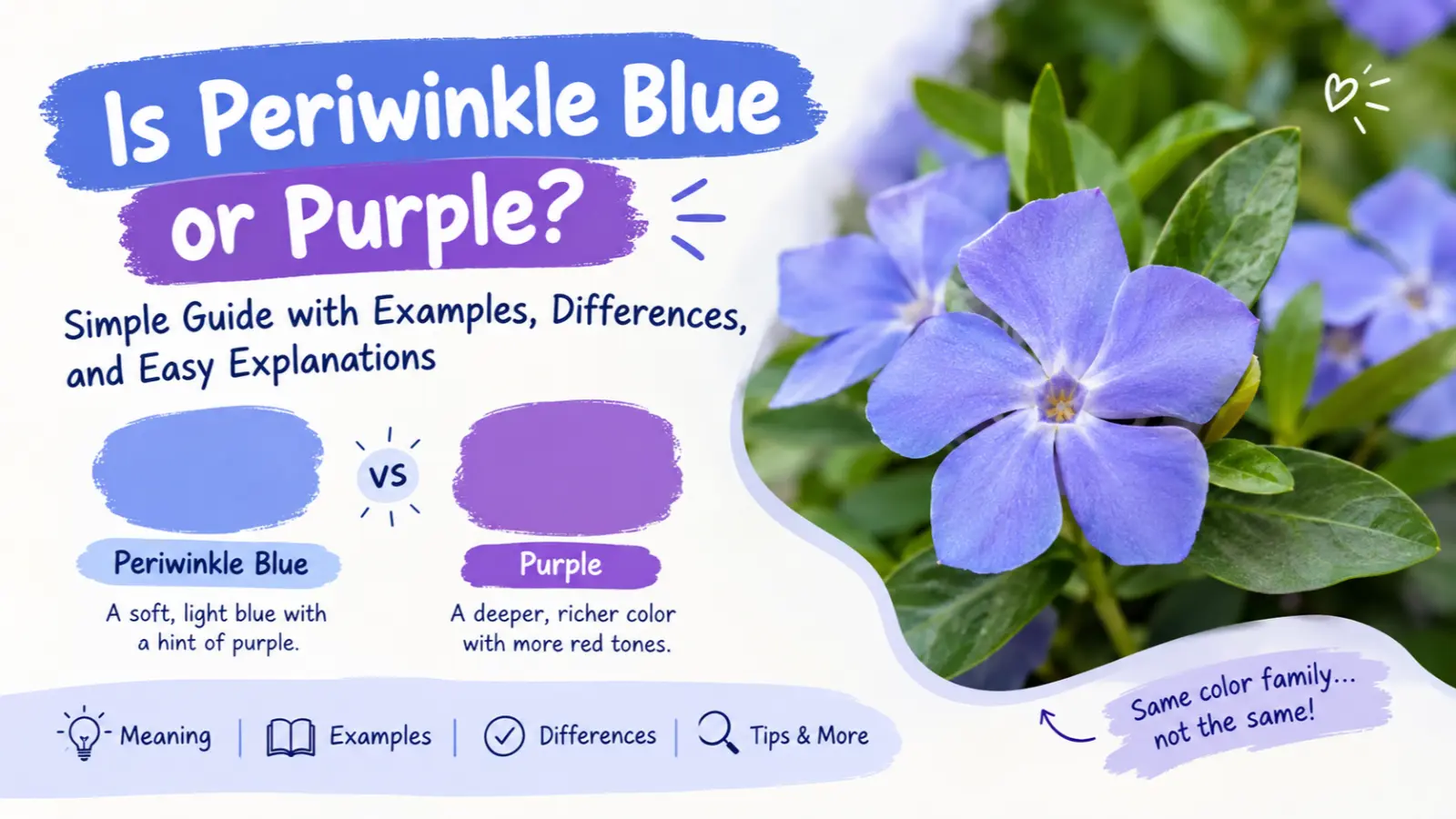 Is Periwinkle Blue or Purple